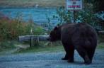 Um grande e obeso urso atravessa a estrada bem em frente à Fiona, em Haines, no sudeste do Alaska